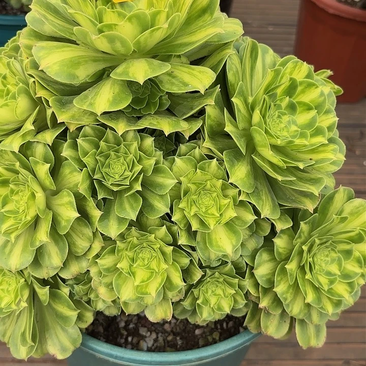 多肉植物优选宽锦琉璃143