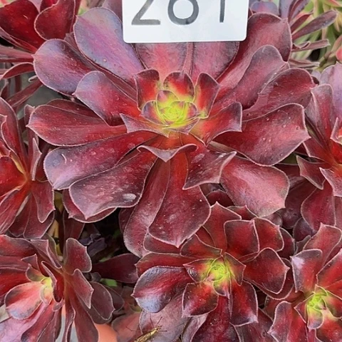 多肉植物红日281