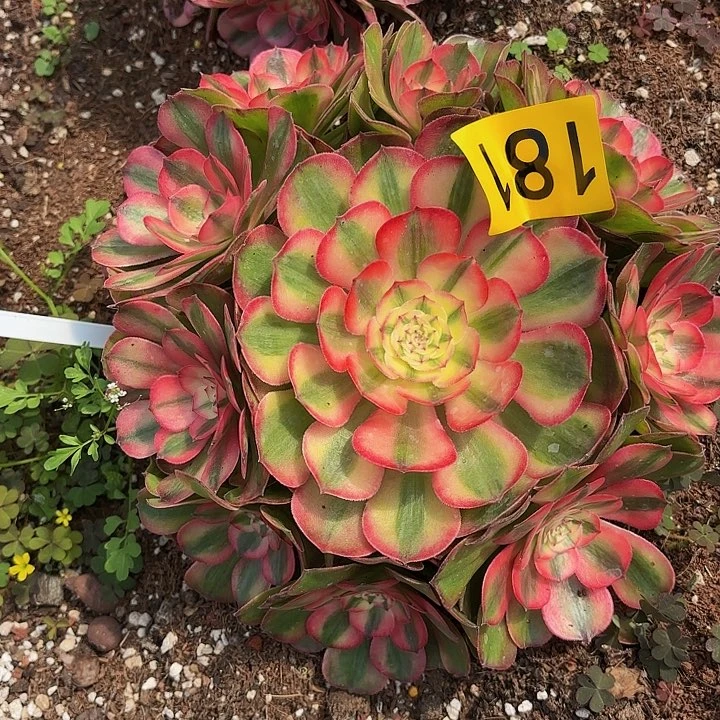 多肉植物荔枝181