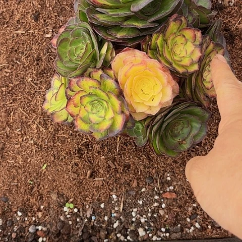 多肉植物海王七彩419