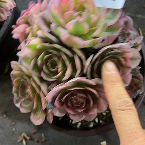 多肉植物荔枝023