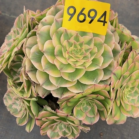 多肉植物伊利莎白9694