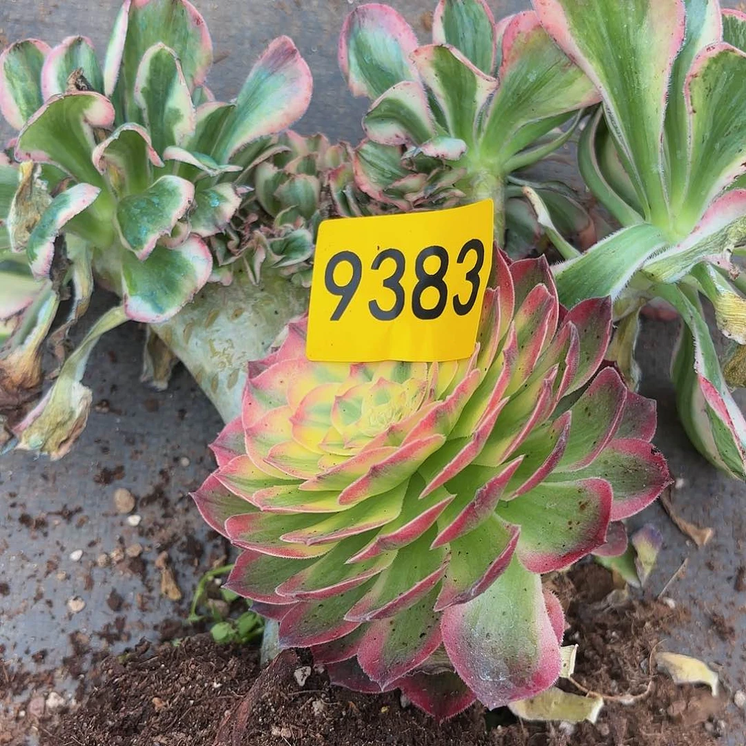 多肉植物缀化9383不售后