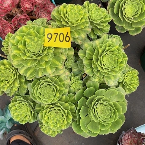 多肉植物琉璃9706