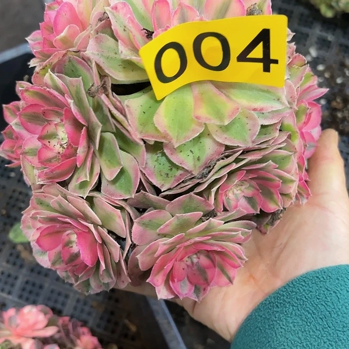 多肉植物倾城004