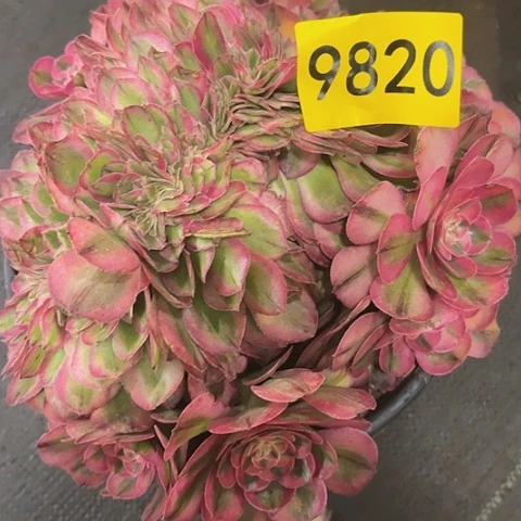 十*妹多肉植物倾城缀9820