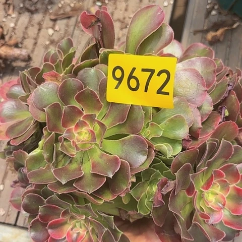多肉植物香妃9672