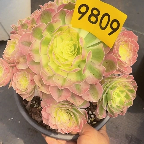 多肉植物玉子9809