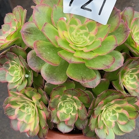 球**妈多肉植物中奖了721