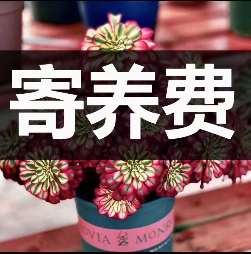 【寄养费】寄养费：拍了不退，单发空包的