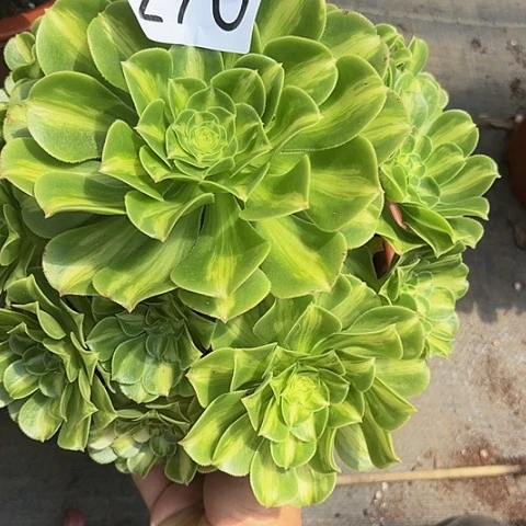 多肉植物琉璃270
