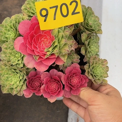 多肉植物知否9702