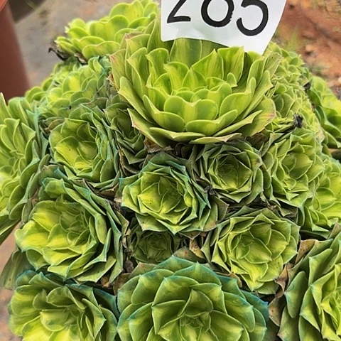 多肉植物琉璃265