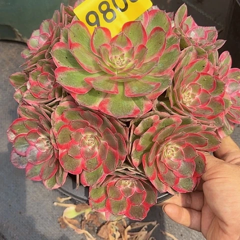 多肉植物云菏9808