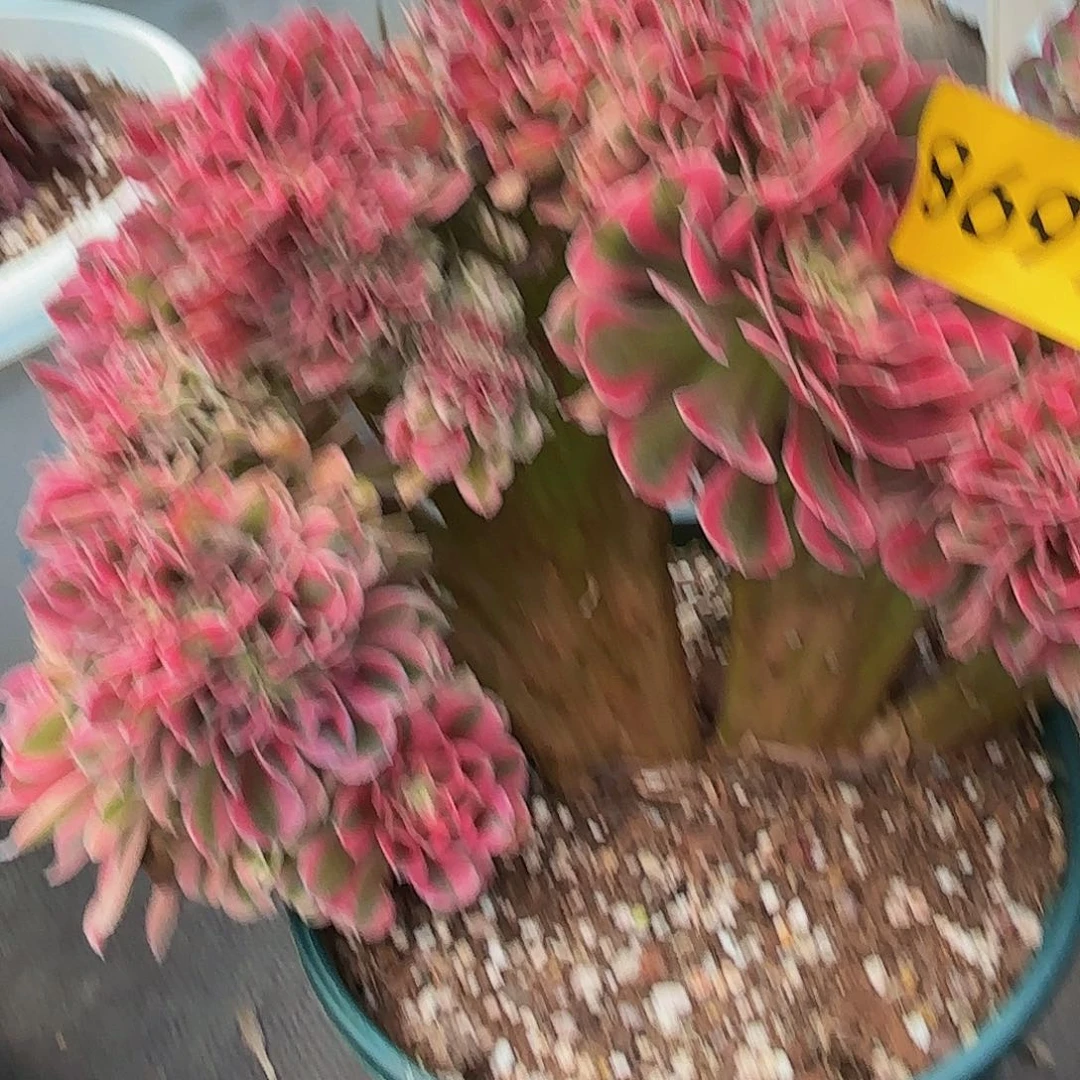 @****多肉植物女巫缀8696