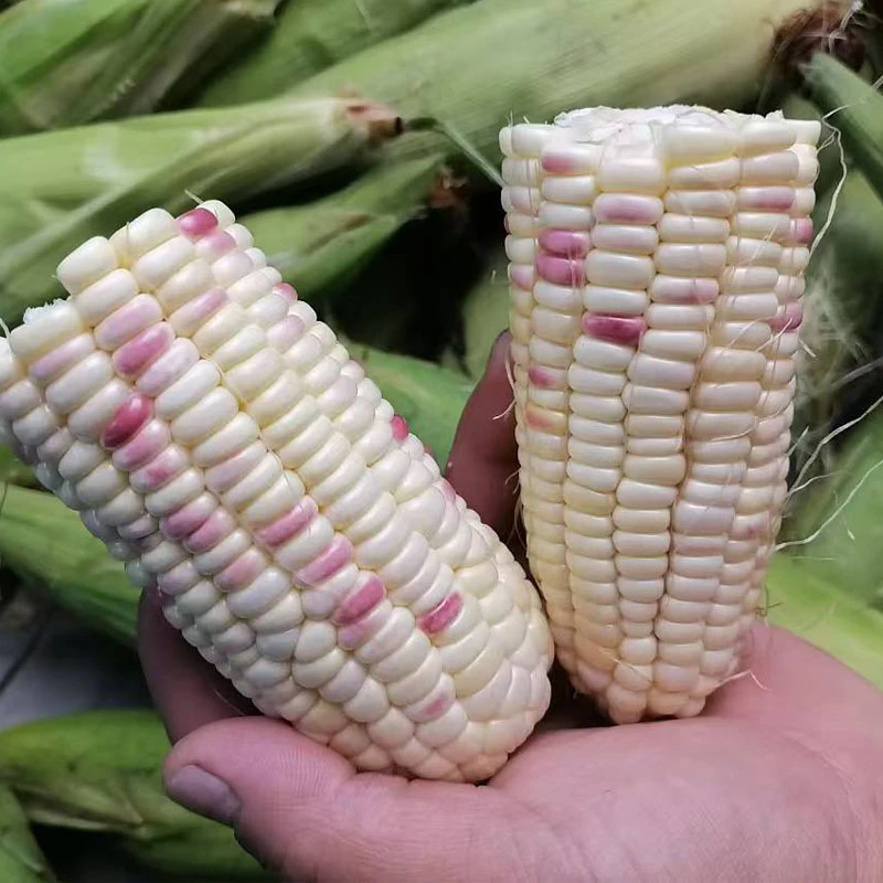 【新品福利】农家自种新鲜现采花玉米甜糯玉米