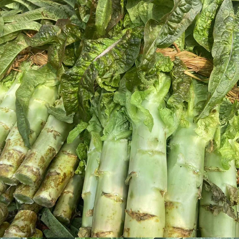 【脆爽莴笋】苏北农家新鲜莴笋脆嫩蔬菜现砍现发绿心莴苣京东包邮