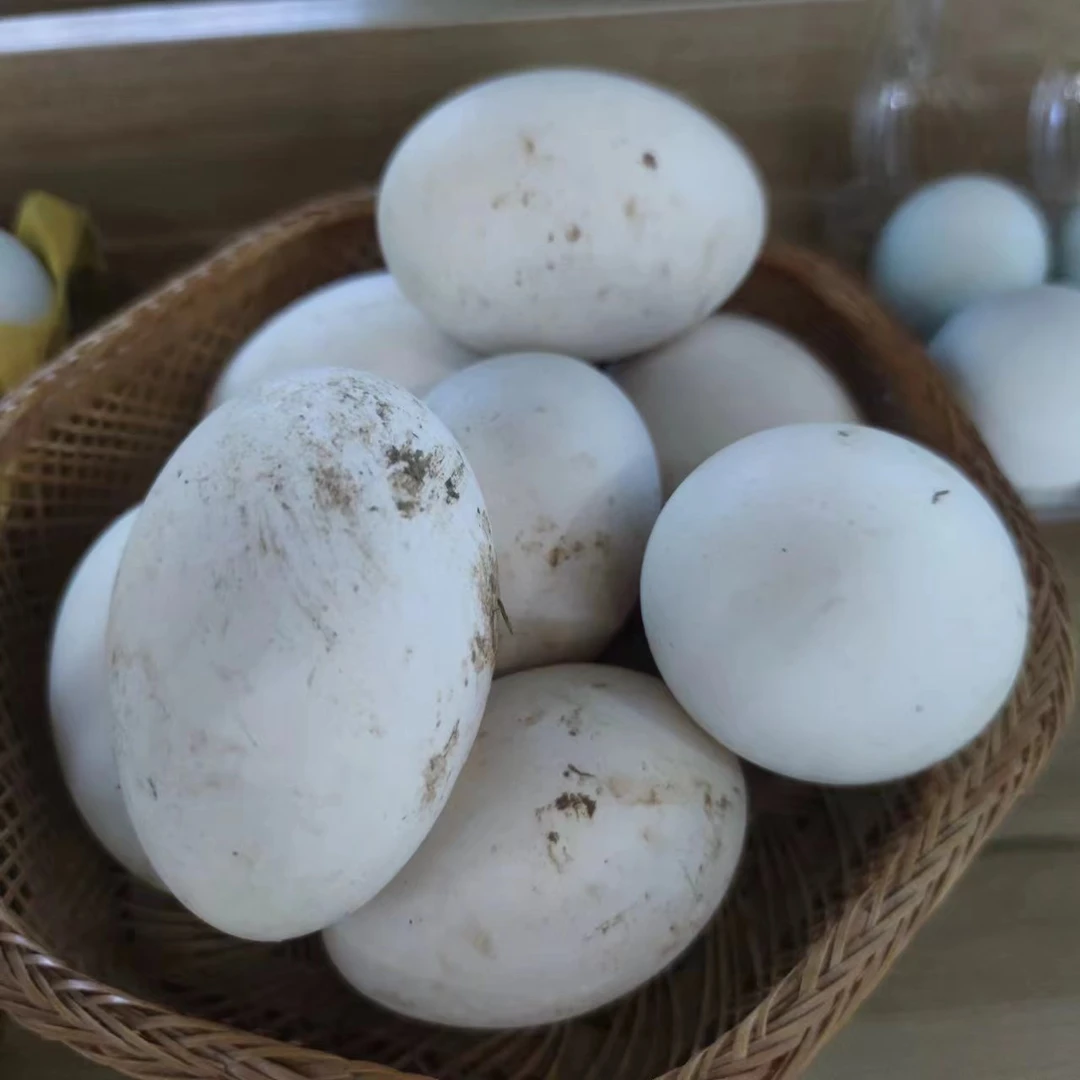 万木农家散养鹅蛋6个起包邮