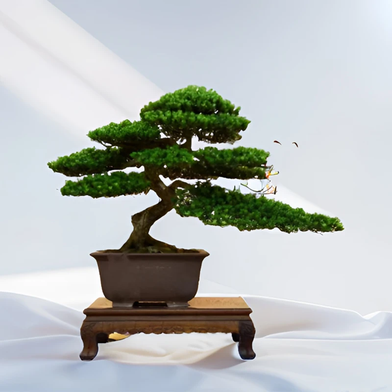 罗汉松造型盆景一物一拍