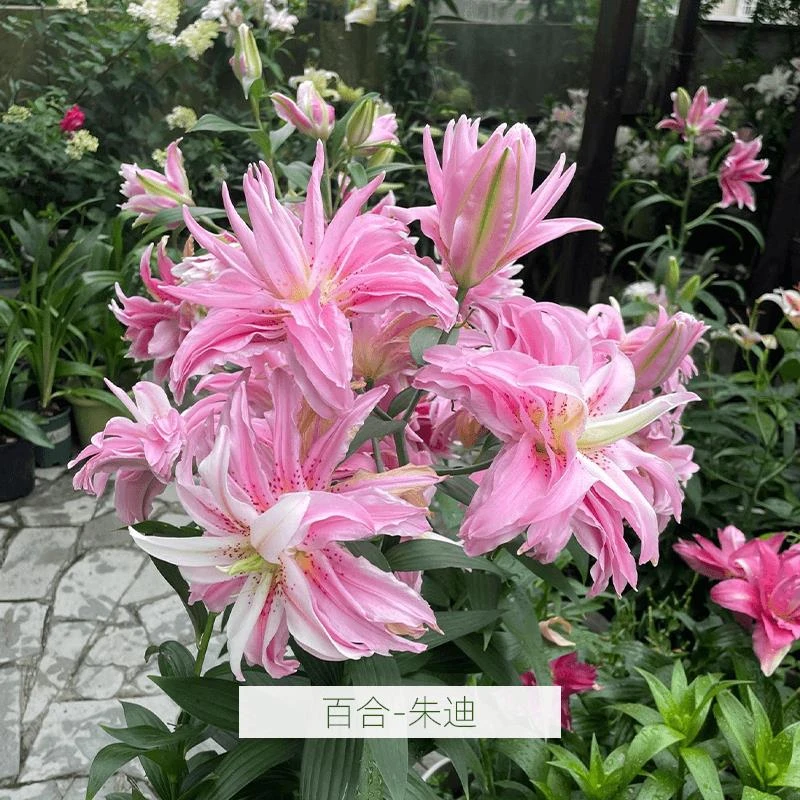 四季开花进口香水百合种球养耐寒阳台室内外进口百合花卉盆栽植物