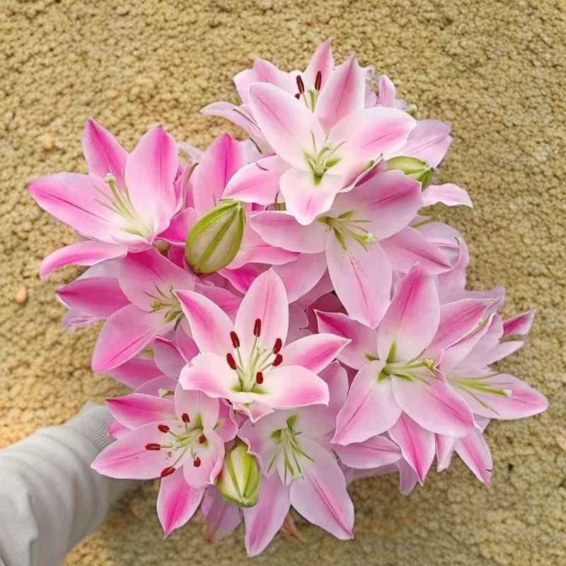 重瓣百合种球四季开花室内外阳台花卉盆栽香水百合花种子好养易活