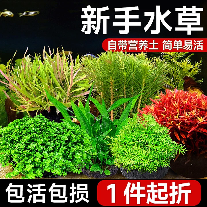 【绿菊坨草】水草鱼缸水草真草造景套餐绿菊阴性冒泡前景绿菊坨草