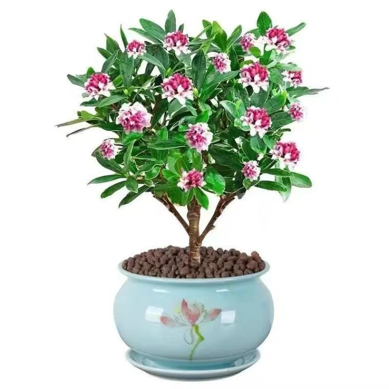 金边瑞香花瑞香耐寒绿植盆栽室内年宵花浓香型带花苞四季常绿花开