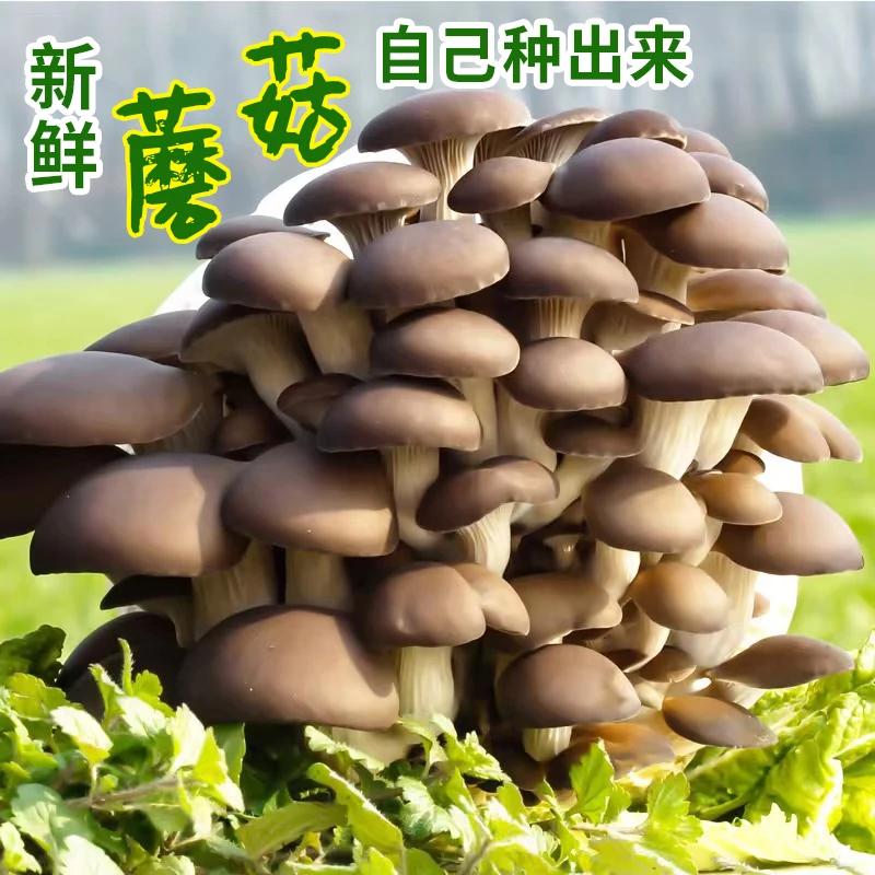 蘑菇菌包蘑菇种植包平菇香菇食用菌蘑菇种子家庭种植阳台种植姬菇