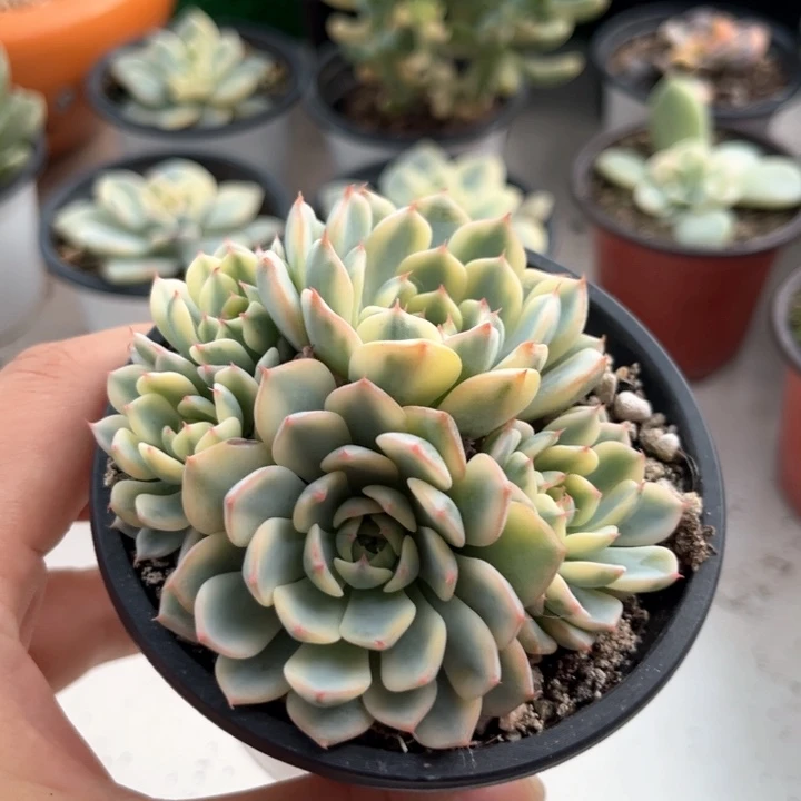 姬莲有砍群锦一颗价格