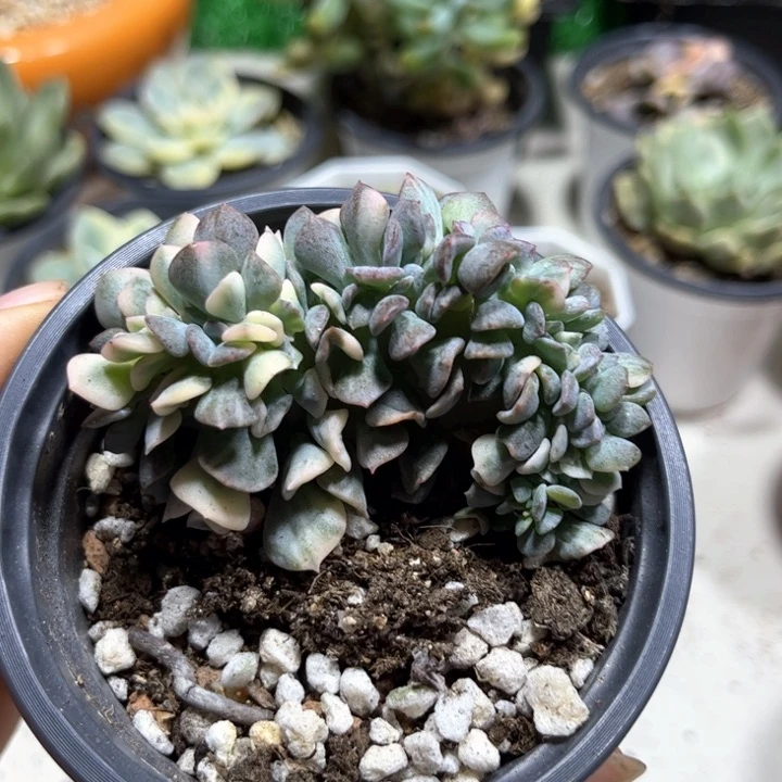 雪精灵花脸缀锦一颗价格