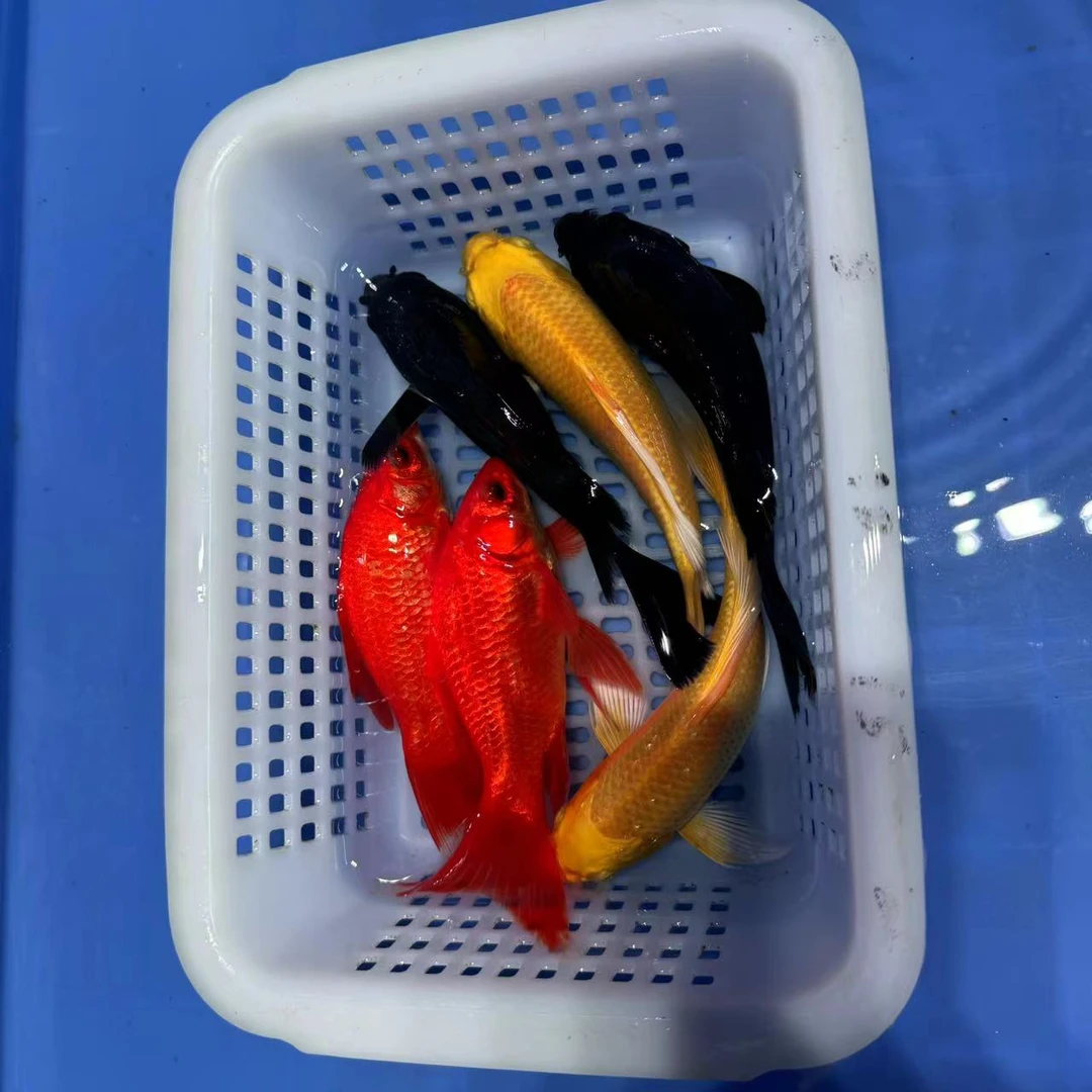 2黄2红2黑(15-17厘米)6条锦鲤草金观赏鱼活物养鱼混养