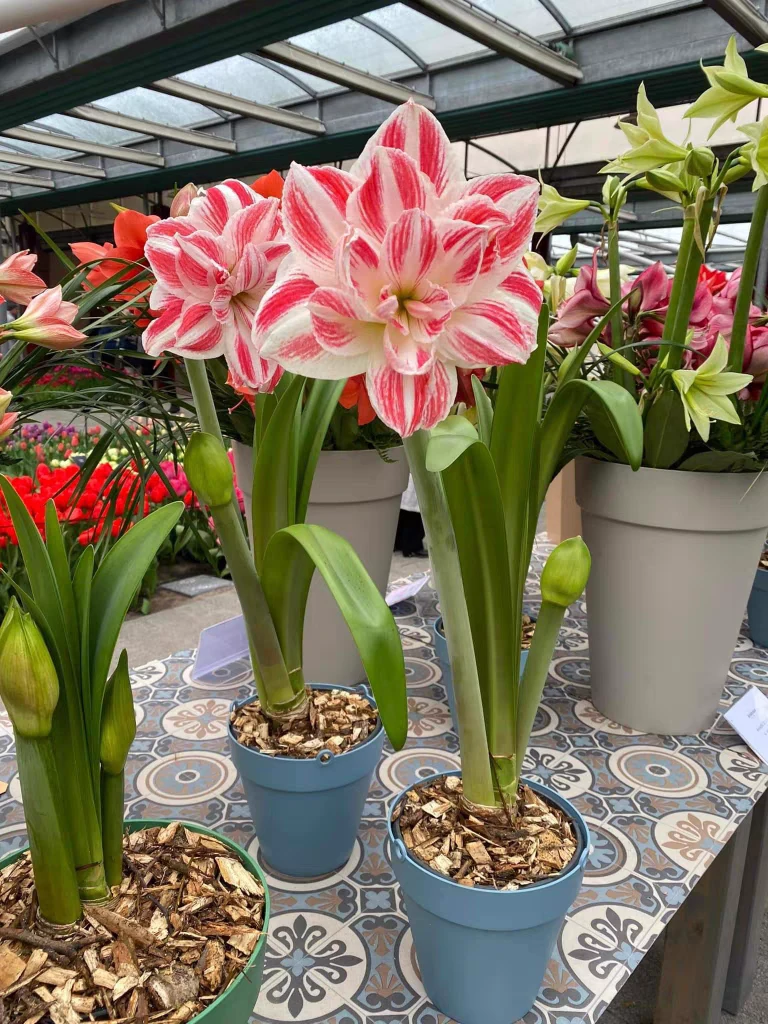 荷兰朱顶红 惊奇玲声 切球繁殖 看球订货 现挖现发