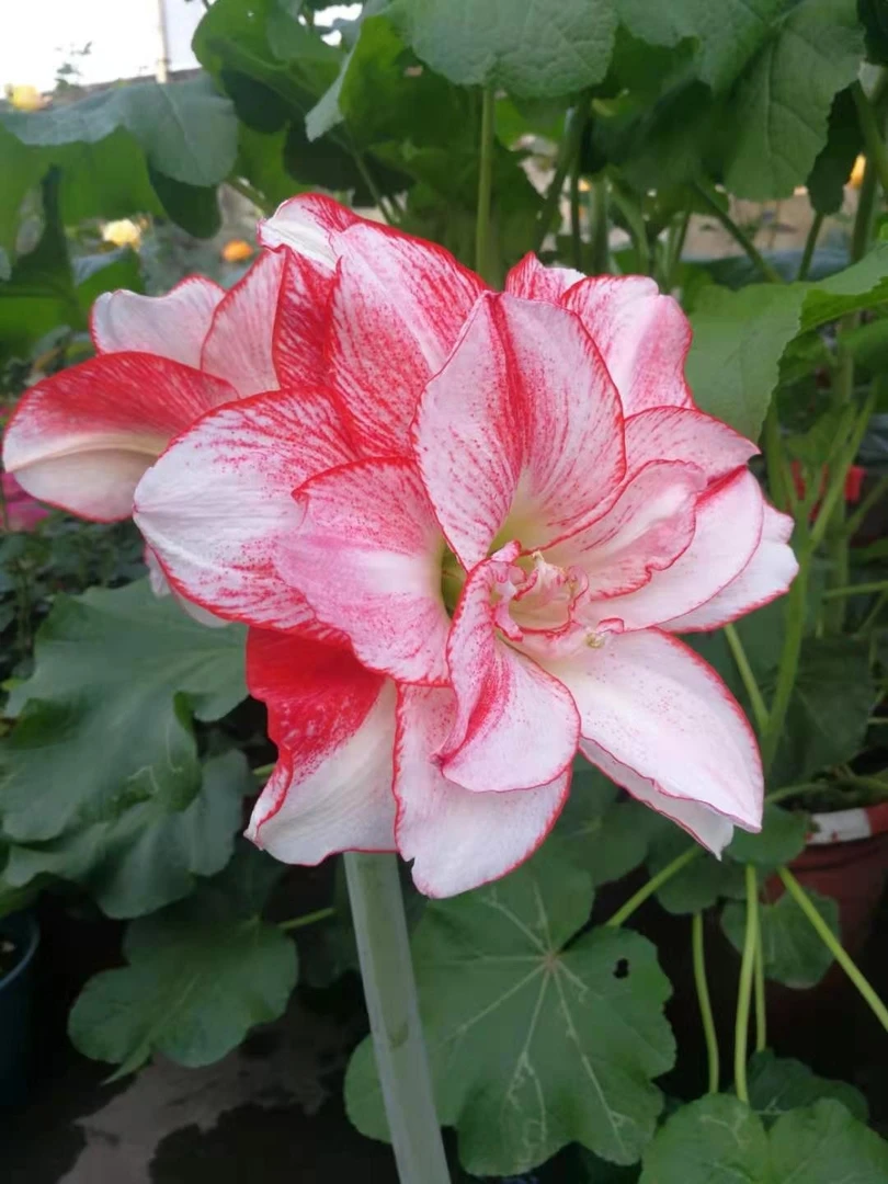 荷兰朱顶红 条纹黛丝 看球订货 现挖现发