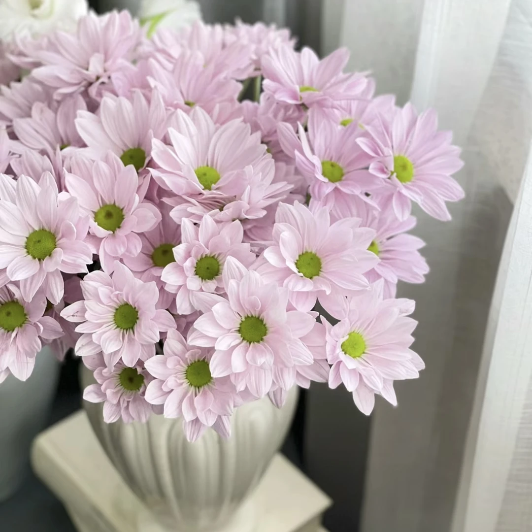 【两单包邮】粉色系三文鱼小菊1扎 云南基地现采鲜切花