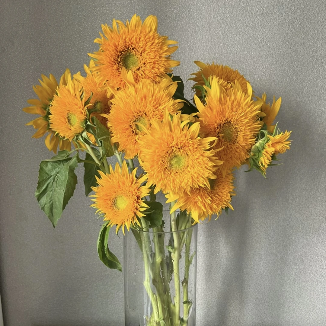 【两单包邮】重瓣向日葵2枝 云南基地现采鲜切花