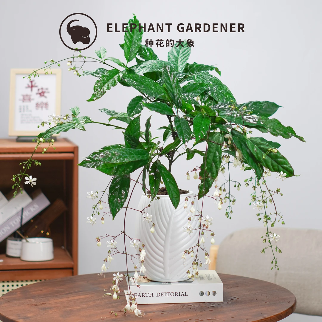 【5-8花剑】垂丝茉莉苗高档花卉绿植四季常青好养活客厅室内阳台