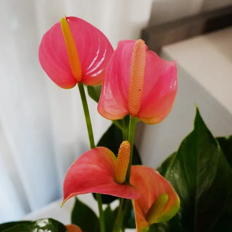 【粉掌花】粉色室内绿植盆栽花卉四季开花客厅卧室办公室吸甲醛大花