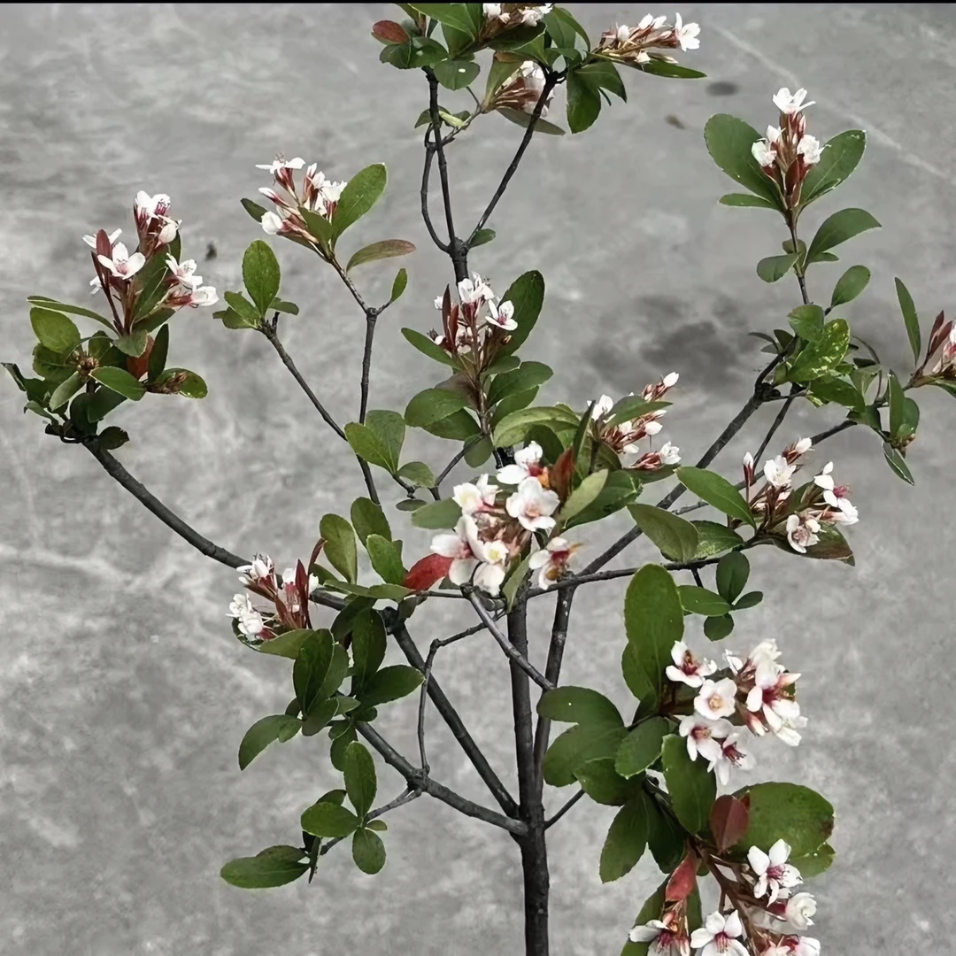 花园植物盆栽花卉绿植栀子花老桩春花国旗红杜鹃老桩春季盆景养护