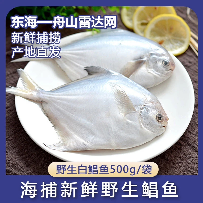 【24小时发货】舟山东海野生海捕新鲜冷冻白鳞鲳鱼