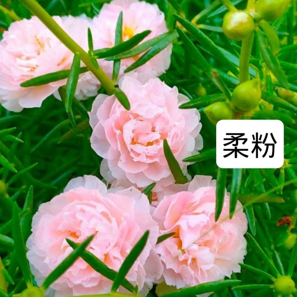 新品重瓣太阳花阳台盆栽花卉庭院盆景多年生经典粉色夏季