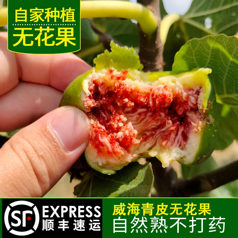 威海青皮无花果鲜果新鲜无花果孕妇鲜果应季水果现摘现发顺丰空运