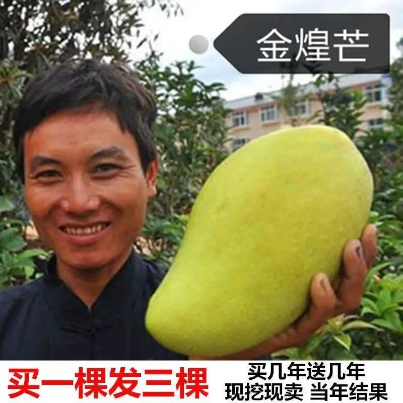 芒果树苗南方北方种植 金煌芒四季芒特大芒果盆栽地栽嫁接芒果苗