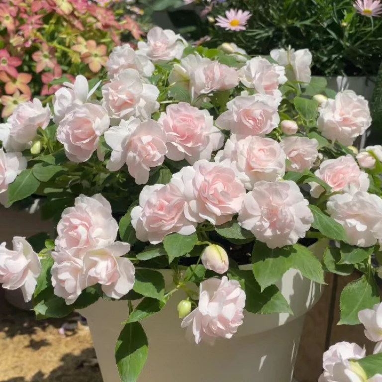 重瓣凤仙盆栽水梅四季开花好养易活基地直发