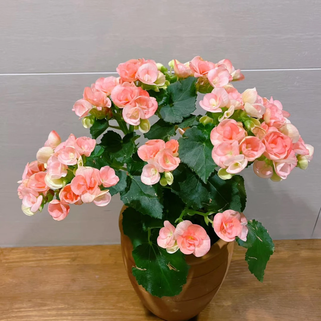 丽格海棠重瓣玫瑰海棠带花苞花卉盆栽室内花卉