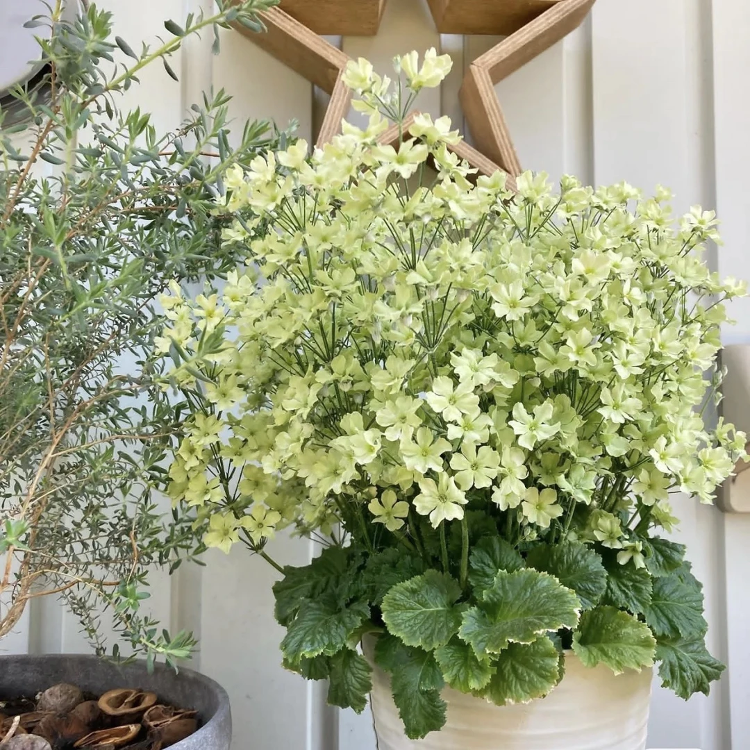 四季樱草 彩云报春爆花神器花期长花量大