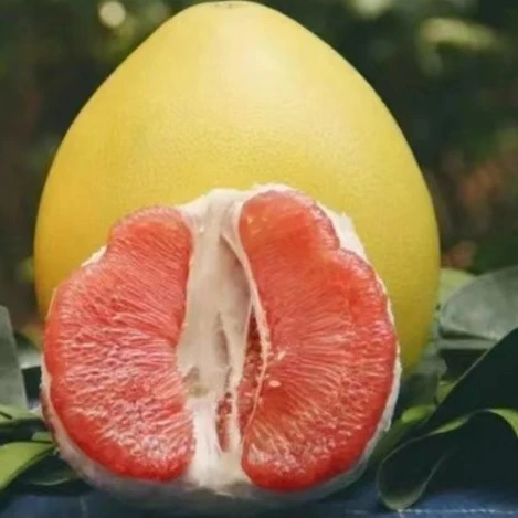 容县红肉蜜柚容县沙田柚新鲜果红肉柚子产地直供孕妇水果6斤包邮