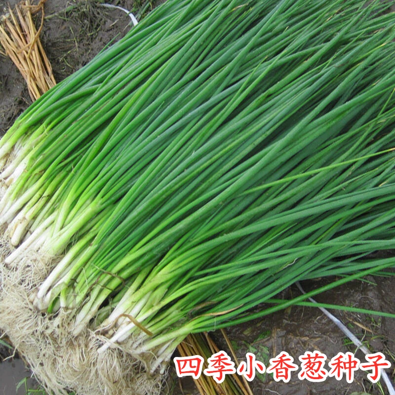 四季小香葱种子拍三送一家庭阳台庭院四季种植高产蔬菜