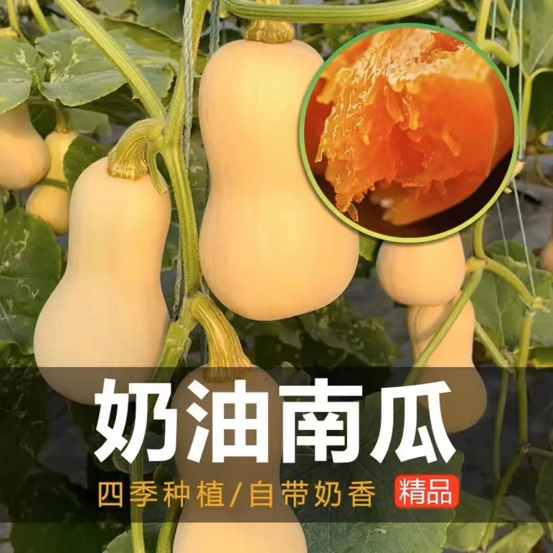 籽种拍三送一阿根廷【奶油南瓜种子】香甜小型高产四季早熟蔬菜孑