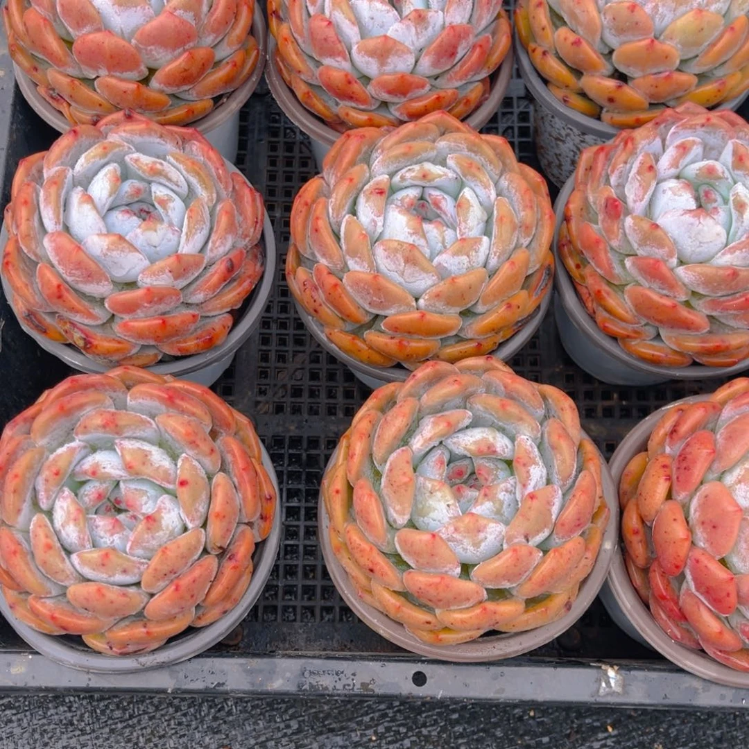 【闪购商品】燕****°6666