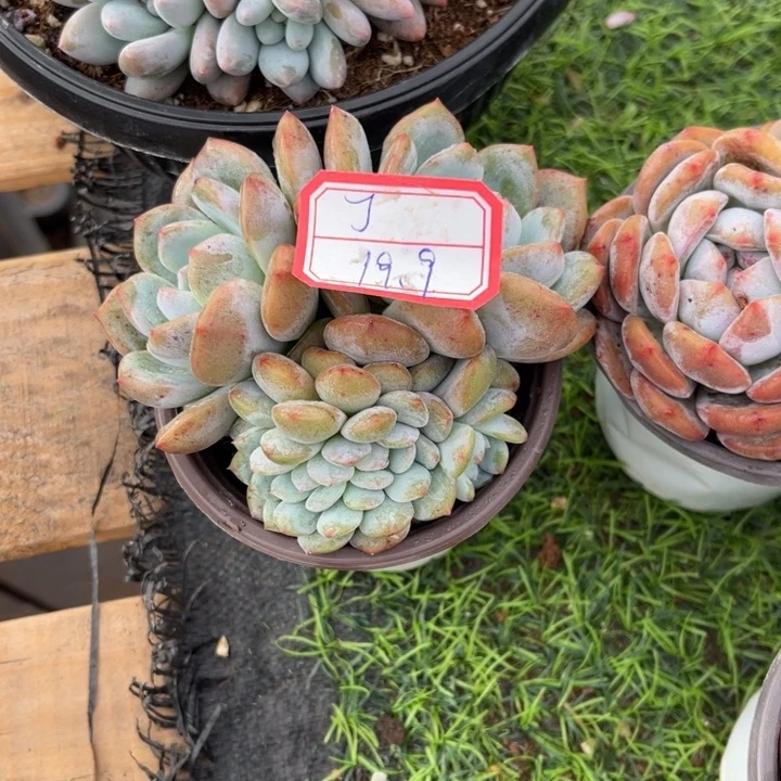 【闪购商品】丁666